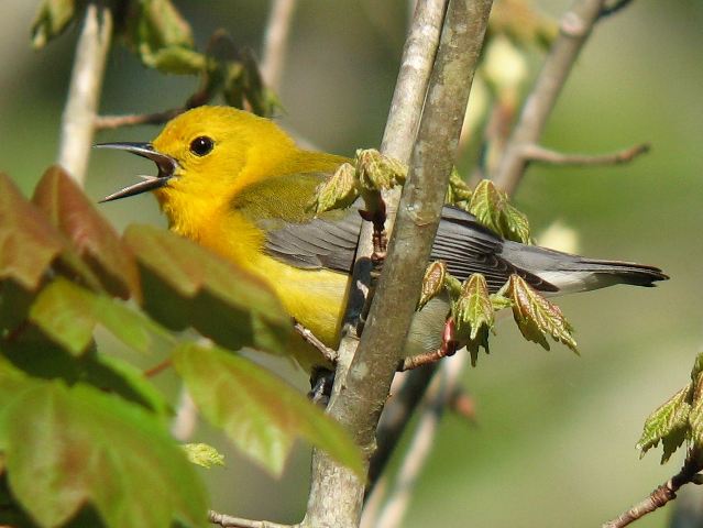 Prothonotary Warbler